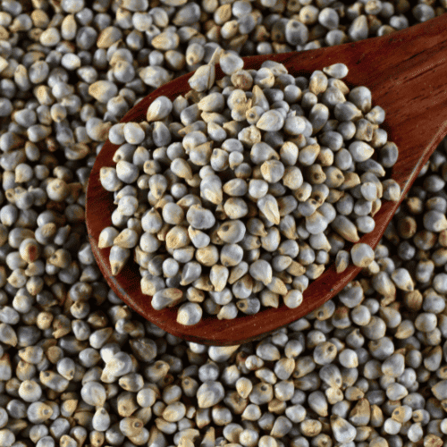 Pearl Millet (Bajra)