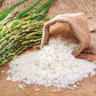 Rice